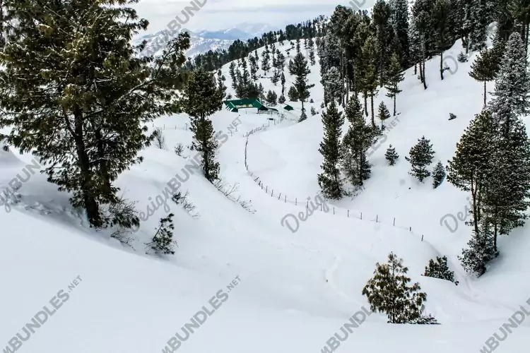 Breathtaking view of the trees on the snow-covered