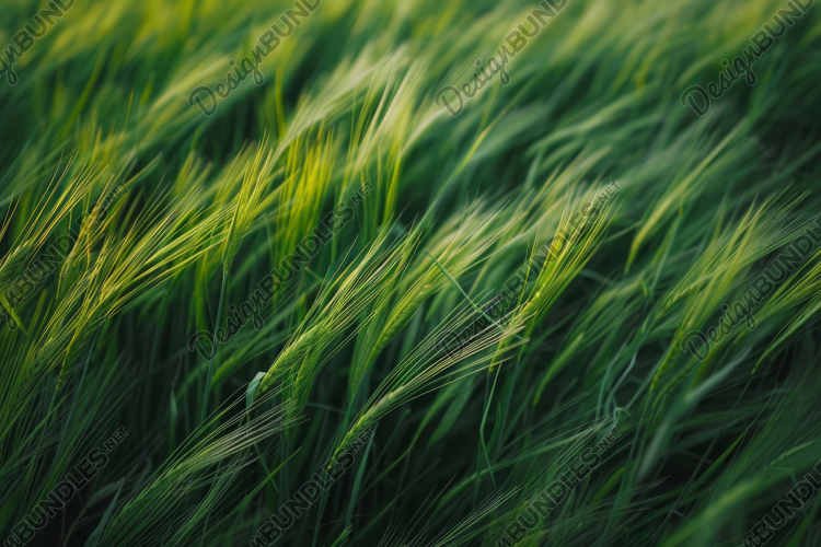 Grain Texture Image 6