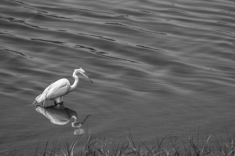 White heron photo 8 example image 1