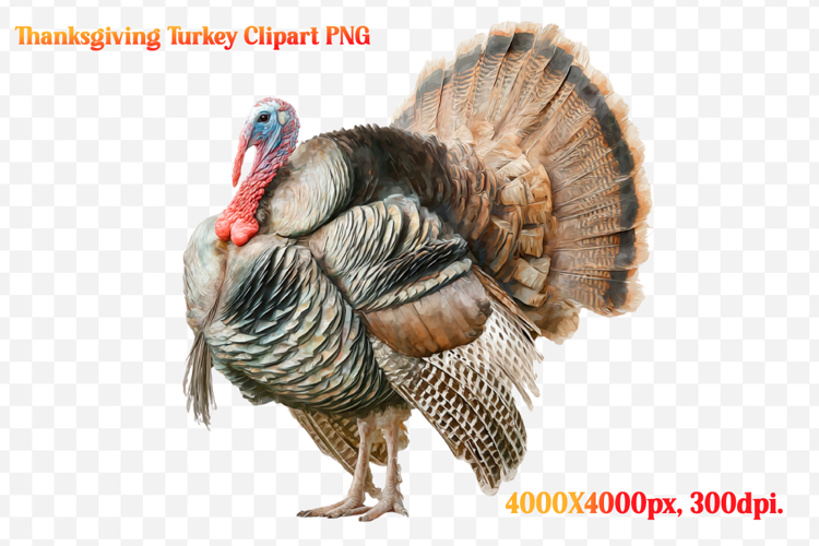 Watercolor Thanksgiving Turkey Clipart PNG
