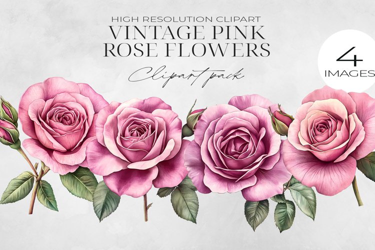 Pink Rose Png Image 4