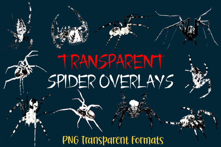 18 Transparent Spider Arachnid Overlay Horror Halloween PNG