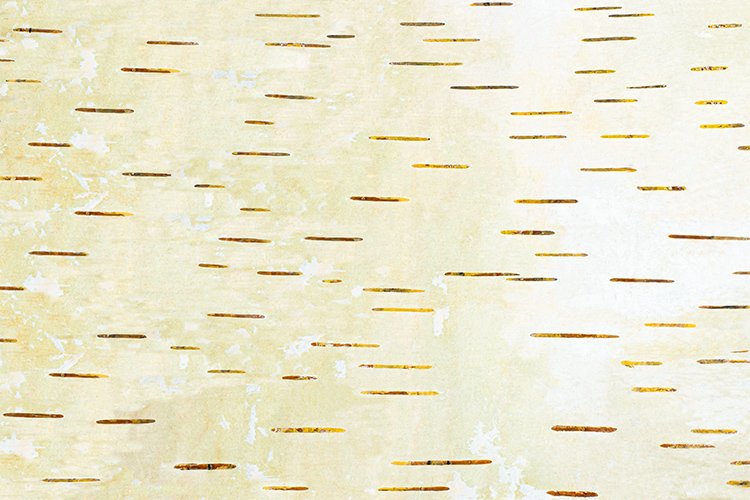 Bark Texture Image 11