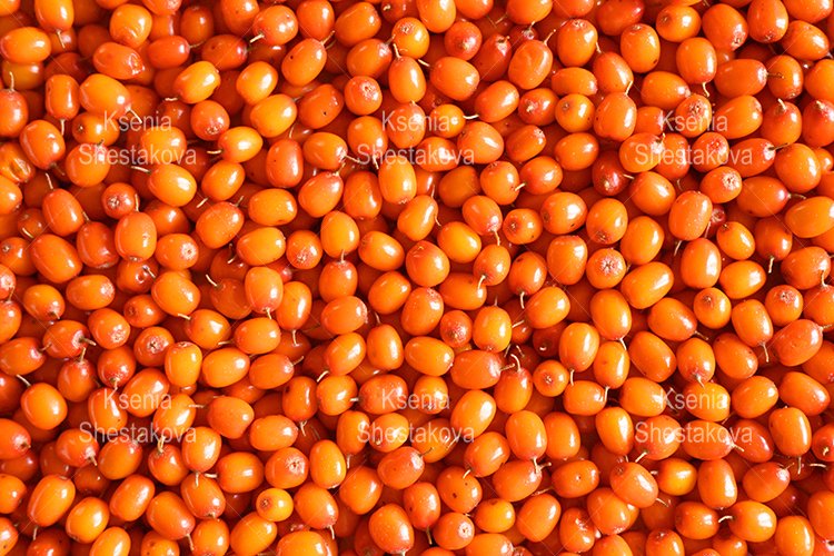 Rip Clipart Image 20