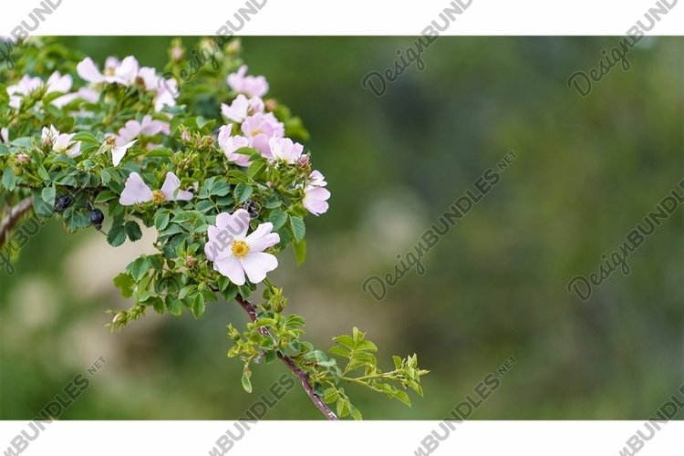 Garden Background Image 6