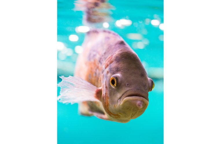Red Parrot Cichlid in the water in an aquarium example image 1