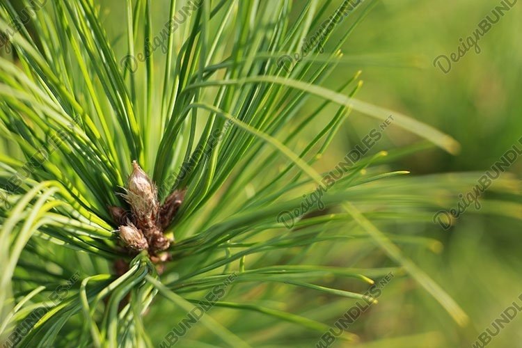 needles of a pine cedar example image 1