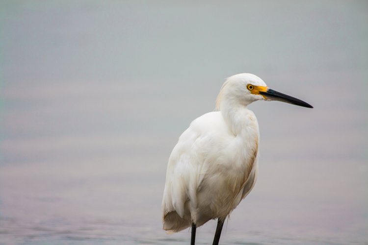 White heron photo 5 example image 1