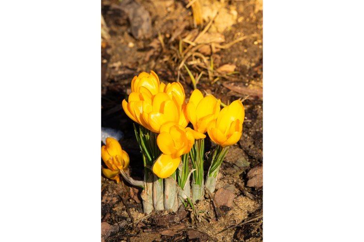 Garden Background Image 11