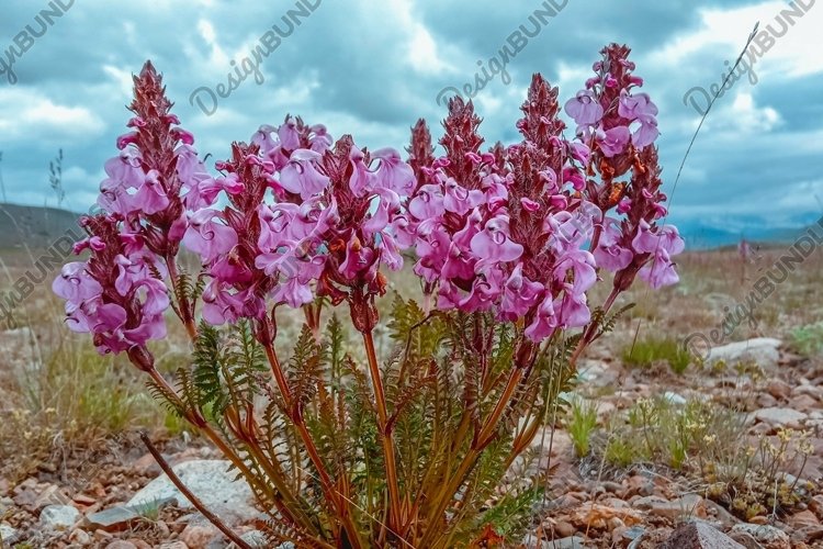 Closeup shot of Pedicularis flowers growing in a meadow example image 1
