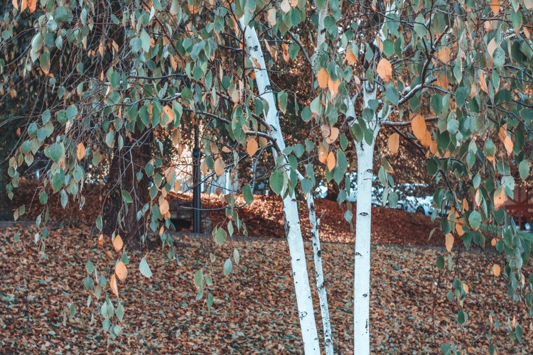 Autumn Clipart Image 3