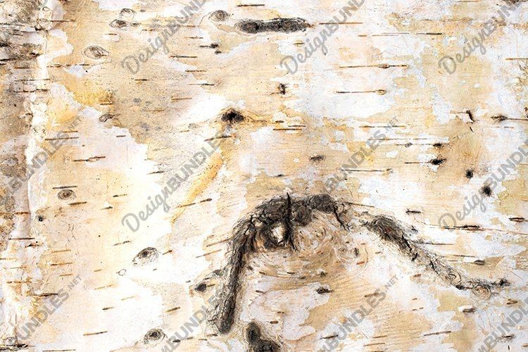 Bark Texture Image 9