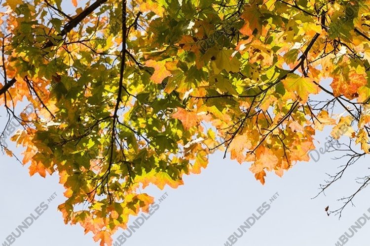 autumn specificity
