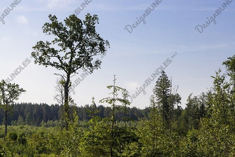 Pine Trees Clipart Image 14