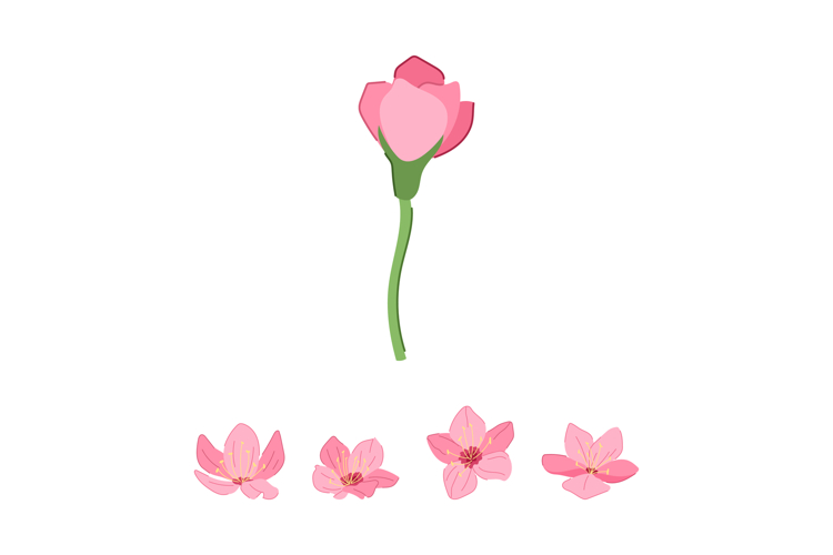 Pink cherry blossom bud and blooming flowers