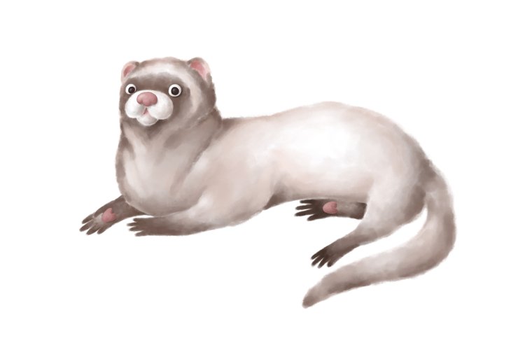Ferret Clipart Image 14
