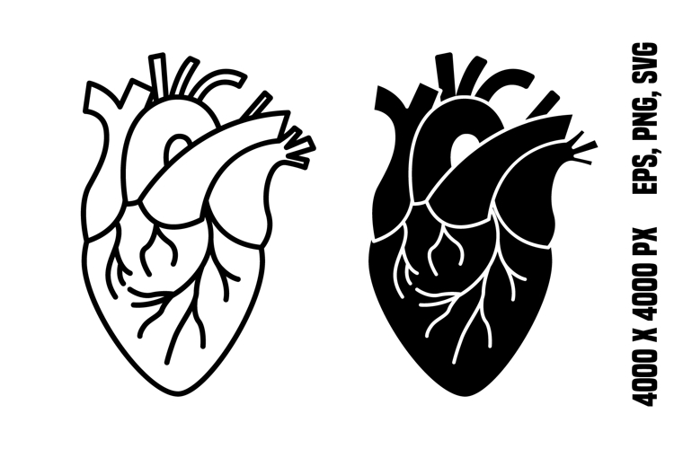 Anatomy Clipart Image 14