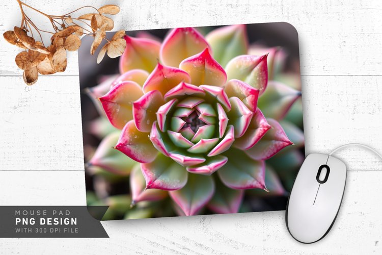 Succulent Png Image 22