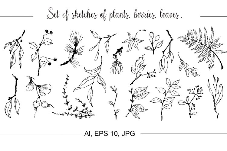 Set of sketches of plants, berries, leaves.