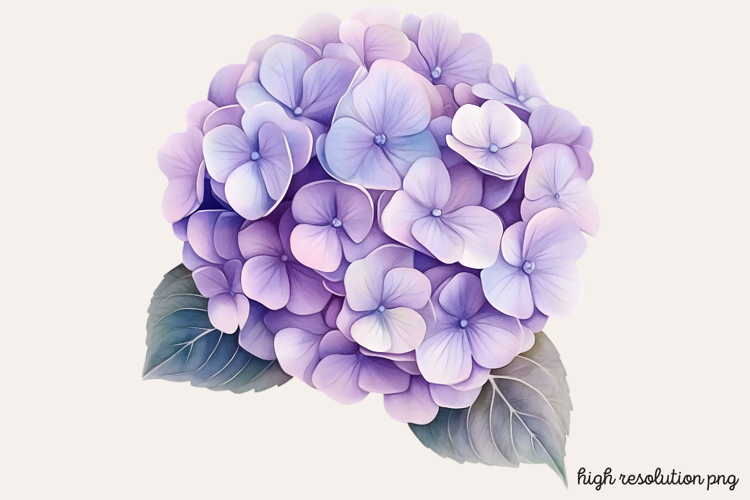 Hydrangea Png Image 10