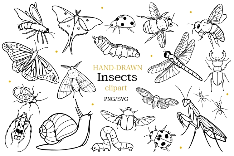 Beetle Clipart Image 13