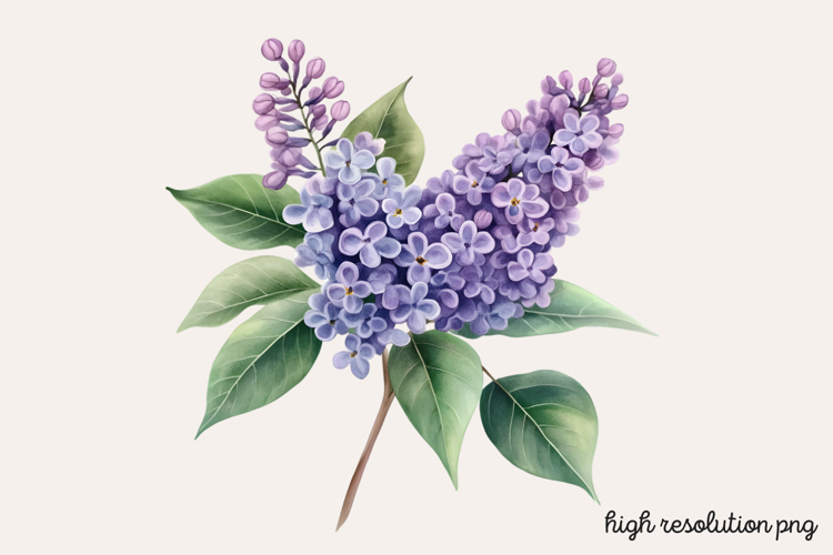 Lilac Illustration Image 15