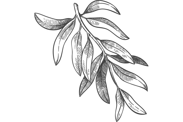 Leaf PNG Image 21