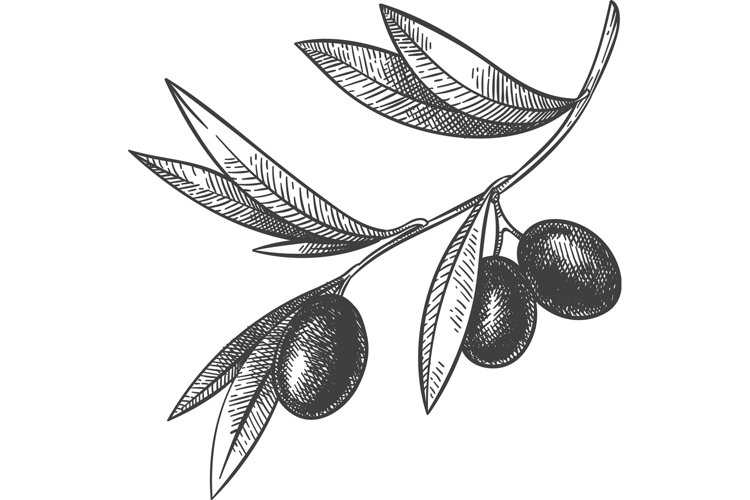 Leaf PNG Image 20