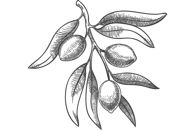 Leaf PNG Image 21