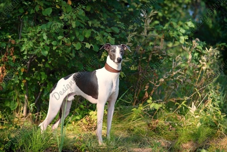A dog breeds whippet, greyhound hunting dogs example image 1