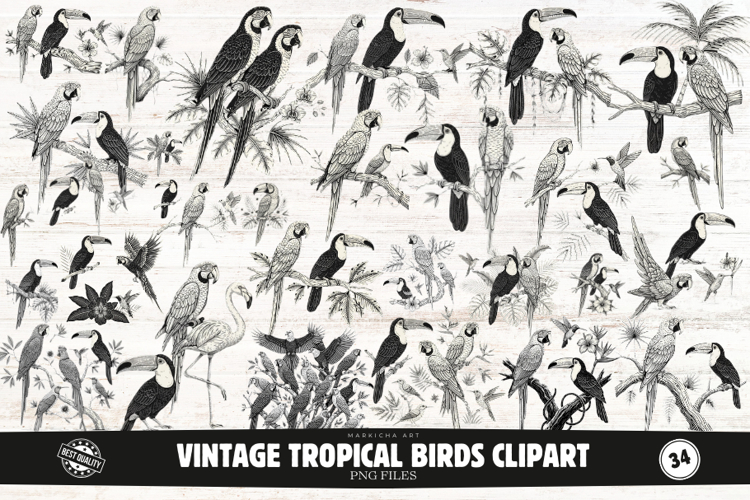  Vintage Bird Illustration Image 5