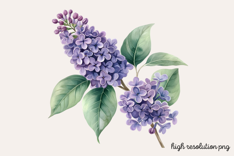 Lilac Illustration Image 14