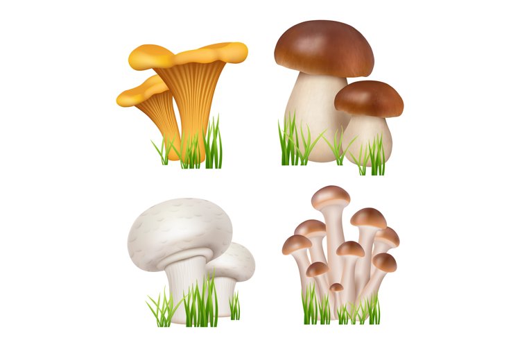 Mushroom Clipart Image 3