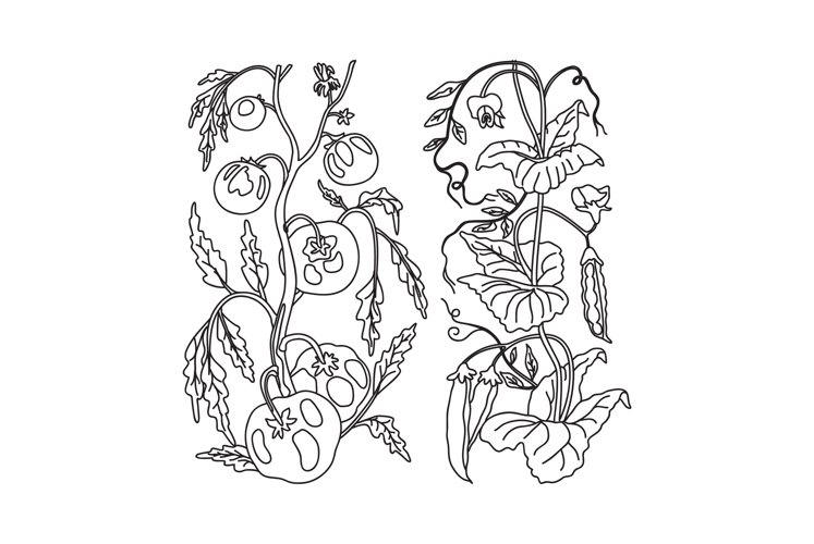 Vegetable Garden Clipart Image 4
