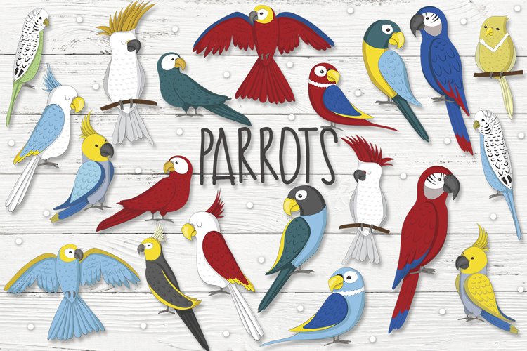 Parrots example image 1
