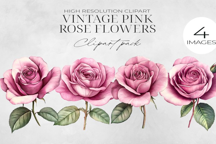 Pink Rose Png Image 3