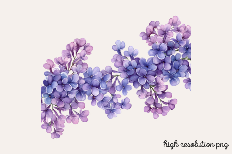 Lilac Illustration Image 12