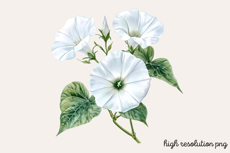 Flower Clipart Png Image 16