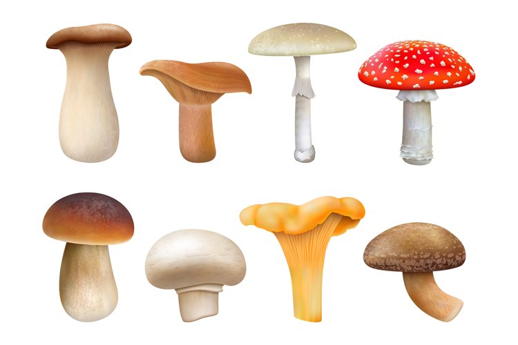 Realistic edible and inedible mushroom plants, fly agaric, c example image 1