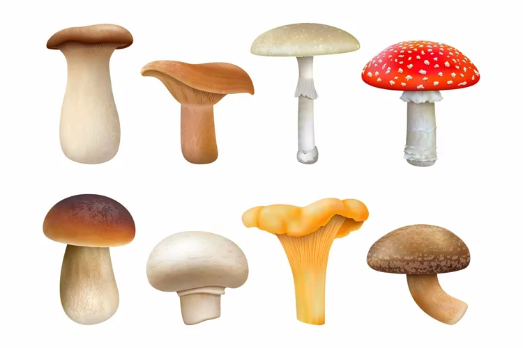 Realistic edible and inedible mushroom plants, fly agaric, c