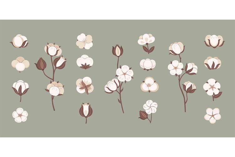 Natural cotton flowers. Plant bolls for soft fabric, organic example image 1