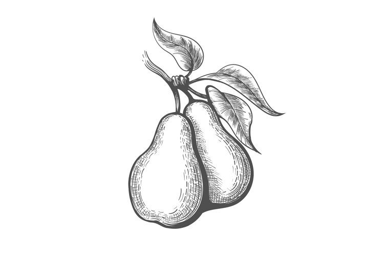 Pear Clipart Image 17
