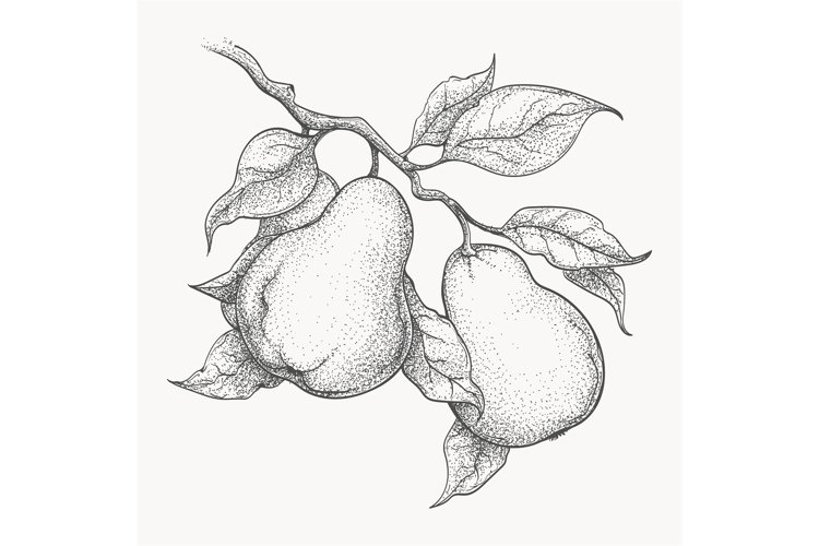 Pear Clipart Image 4