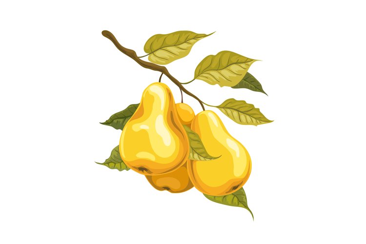 Pear Clipart Image 8
