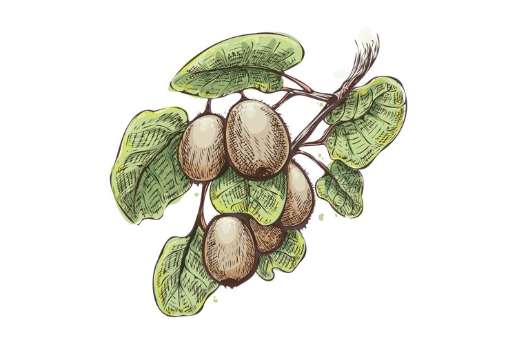 Kiwi Clipart Image 22