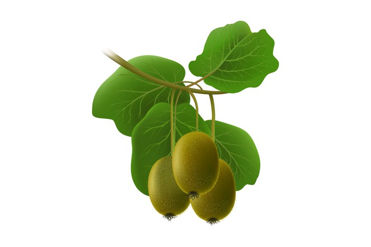Kiwi Clipart Image 23