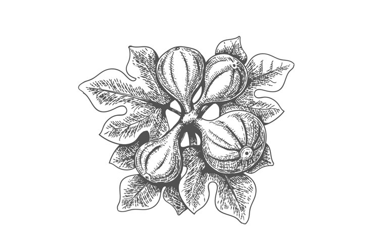 Hand drawn figs example image 1
