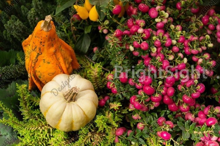 Fair Clipart Image 9