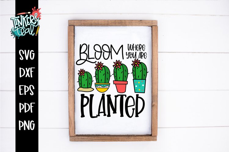 Bloom Where You Are Planted Cactus SVG example image 1
