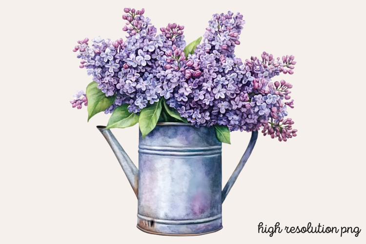Lilac Illustration Image 13